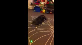 Cat chasing laser