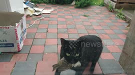 Cat Vs Bird Fail - To catch a mockingbird