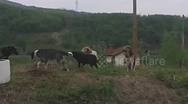 Dog breed on the street