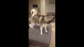 Husky howling and talking back