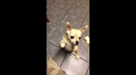 Chihuahua Eating Hamburger