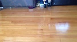 Dog Tries Shoes For The First Time