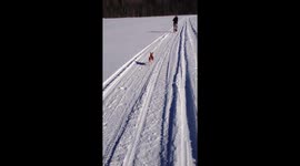 Dog  Has Enough Of Frozen Lake