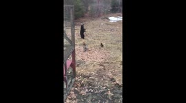 Who knew bear cubs could be this tiny?