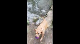 Dog struggles to give owner ball OVER & OVER (FAIL)