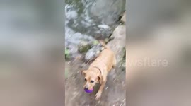 Dog fails to give ball back to owner over and over again