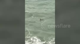 Deer stuns onlookers by going for a dip in the sea