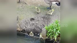 Newsflare Edit - Cute ducklings climbing out of water