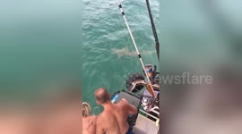 Fearless man battles shark in the sea and loses