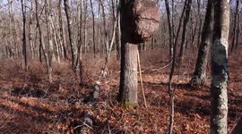 Massive tree burl
