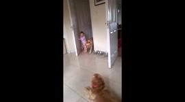 Toddler takes dog for walk