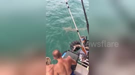 Fearless man battles shark in the sea and loses
