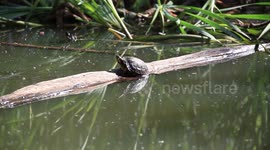 Turtle steals sunbathing position from rival
