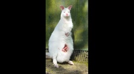 Wallaby de Bennett albinos