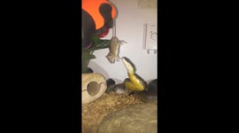 Snake eats hand instead of mouse