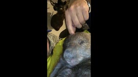 Shark attack with wound pics and shark landed