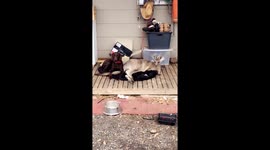 Roo and dog best friends