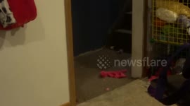 Maincoone LOVEs KUNG FU FIGHTING