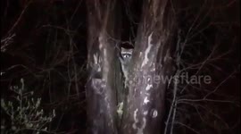Raccoon stuck on the tree due to local flooding in Southern Ontario