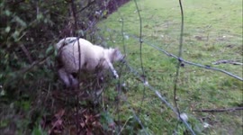 Good samaritan rescues lamb stuck in a fence