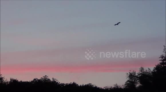 The plague of mosquitoes in the Netherlands