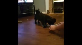 Penny learns 'Touch'