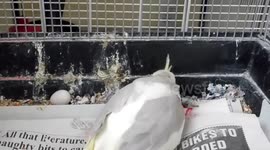 Cockatiel Phoebe Takes Back Her Dud Eggs