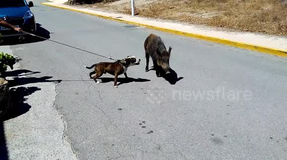 Calm wild boar blanks aggressive dog