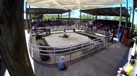 Spectacular Unexpected Alligator Mating Calls Captured
