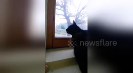 Newsflare Edit - Talking Cat