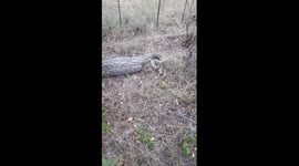 Arthur Roden cathing African rock python