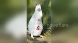 Newsflare Edit - Wallaby de Bennett albinos