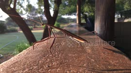 Praying Mantis very close