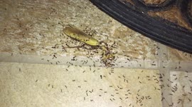 Ants moving big mantis