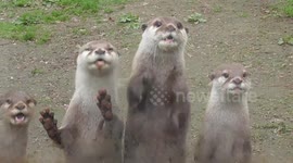Otter frantically paws window pane