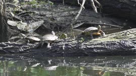 Terrapins sunbathing in Hackney