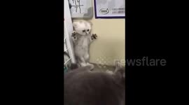 Nine-month-old kitten is scared by its mother