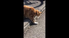 Cat against blindworm