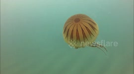 Compass jellyfish spotted in Cornwall