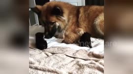 Newsflare Edit - Newsflare Edit - Gentle Giant Loves His Tiny Adopted Kittens