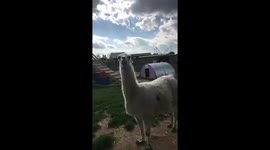 A not very welcoming llama