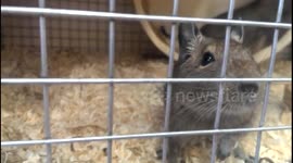 Funny Chinchilla in Pet Store!