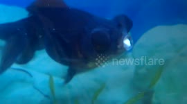 My Black Moor Fish had a stone stuck in his mouth!