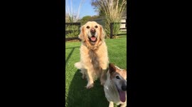 Two dogs try to catch the same ball with comical consequences