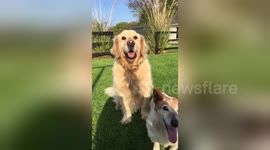 Newsflare Edit - 2 dogs, one ball!