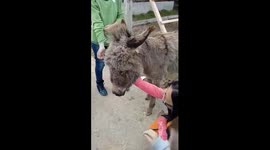 Donkey domestic animal