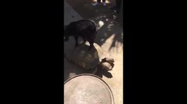 Goat on turtle
