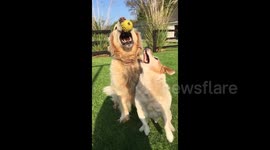 Newsflare Edit - Two dogs try to catch the same ball with comical consequences