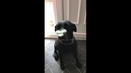 Dogs do fidget spinners too!! #fidgetspinnerstricks