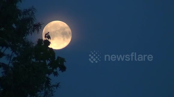Moonrise. Full Moon time-lapse